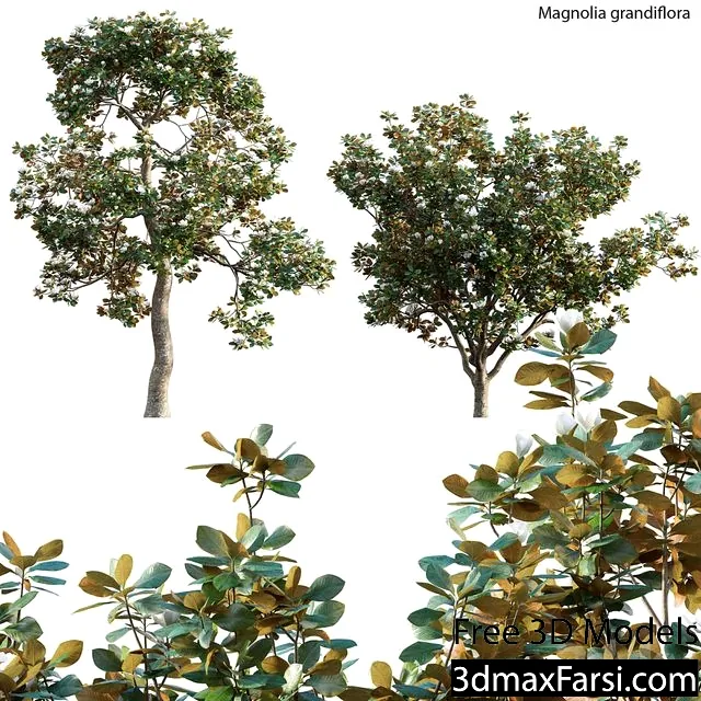 3dsky – Magnolia Grandiflora 02 3d models download