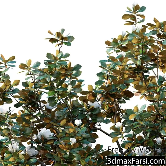 3dsky – Magnolia Grandiflora 02 3d models