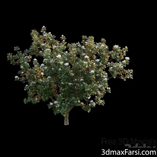 3dsky – Magnolia Grandiflora 02 3d models free