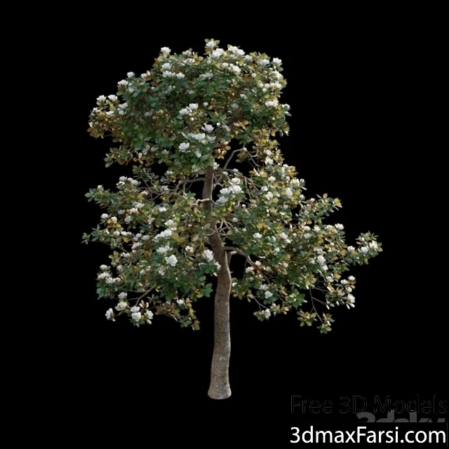 3dsky – Magnolia Grandiflora 02 3d models download left