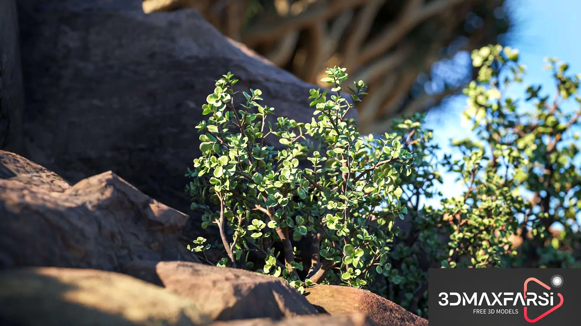 Maxtree – Plant Models Vol 73