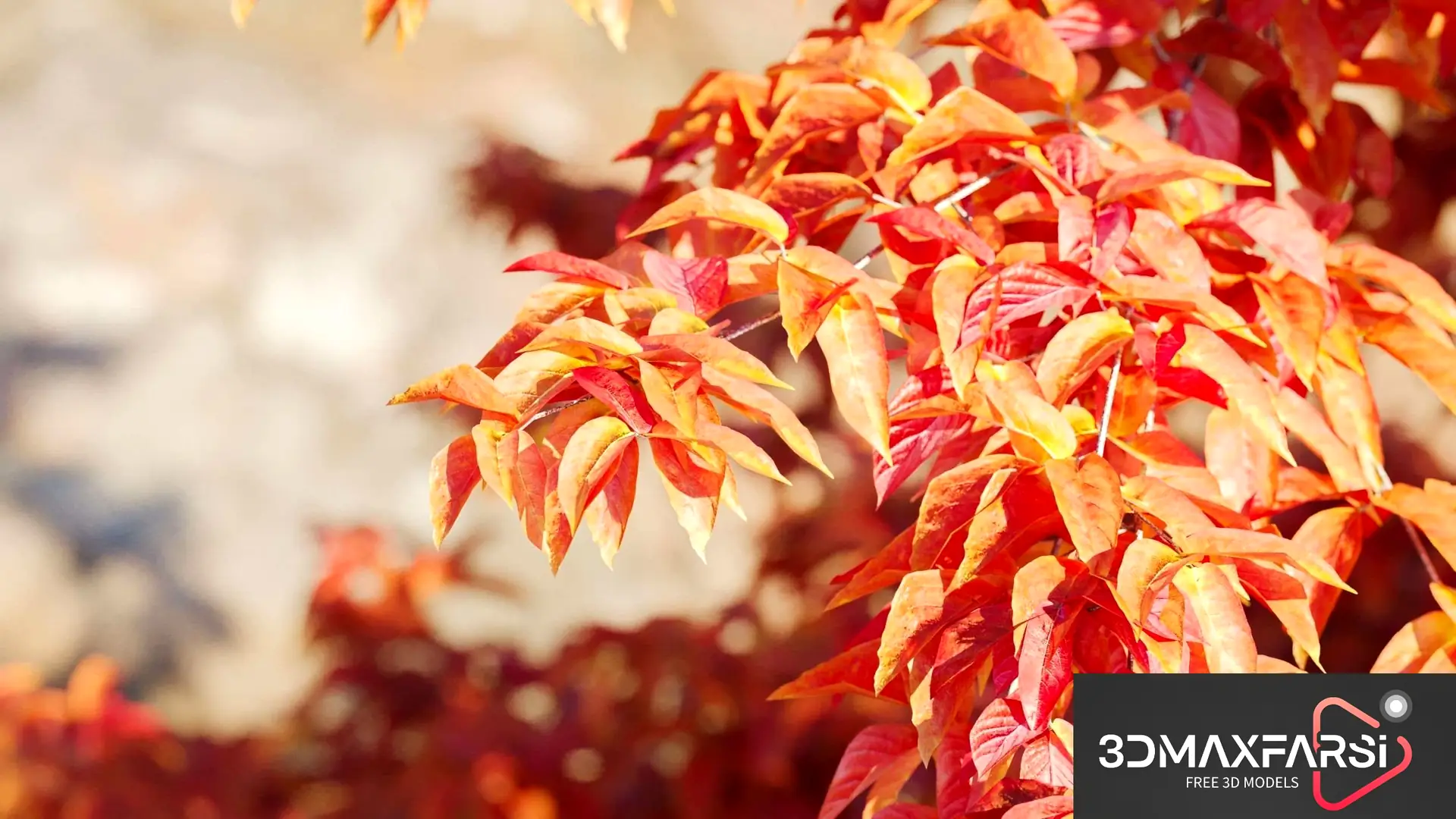Maxtree – Plant Models Vol 76 download