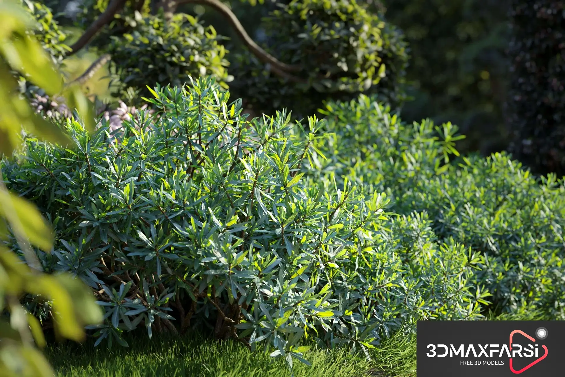 Maxtree – Plant Models Vol 77 download