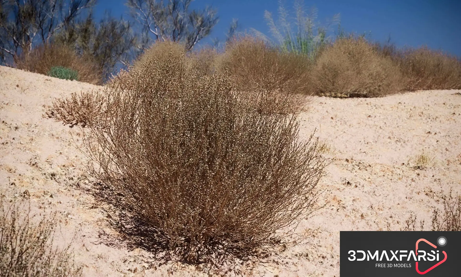 Maxtree – Plant Models Vol 79 3D plant models