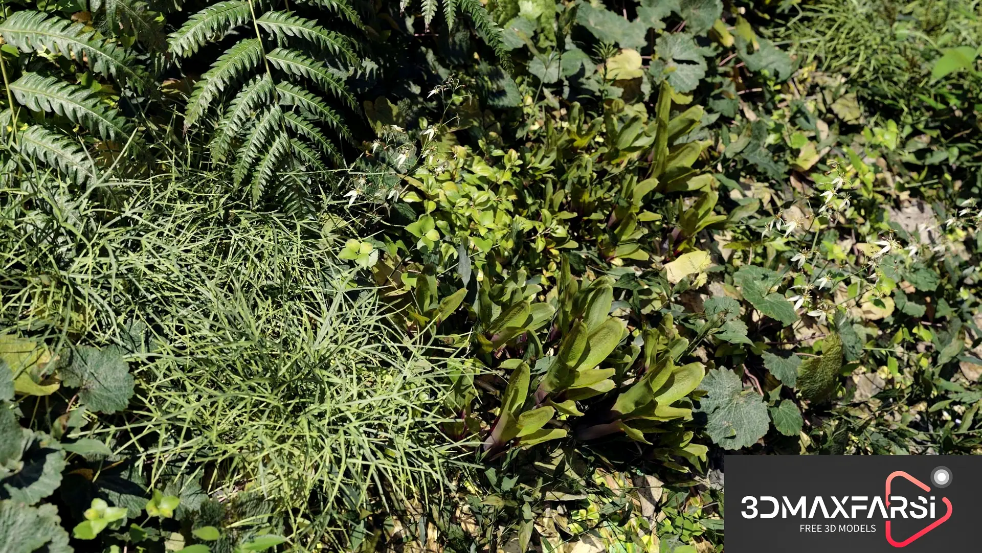 Maxtree – Plant Models Vol 82 download