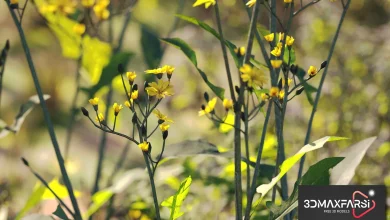 Maxtree – Plant Models Vol 54: 3D grass & flower