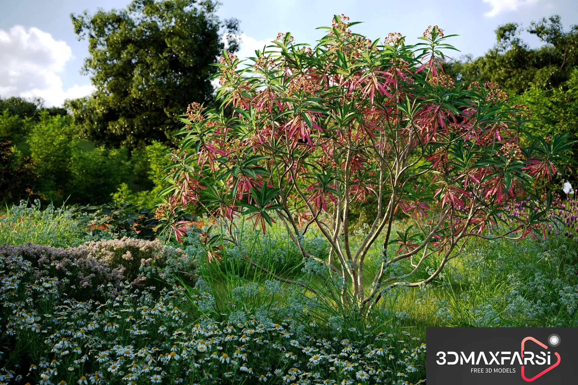 Maxtree – Plant Models Vol 61: 3D plant models download