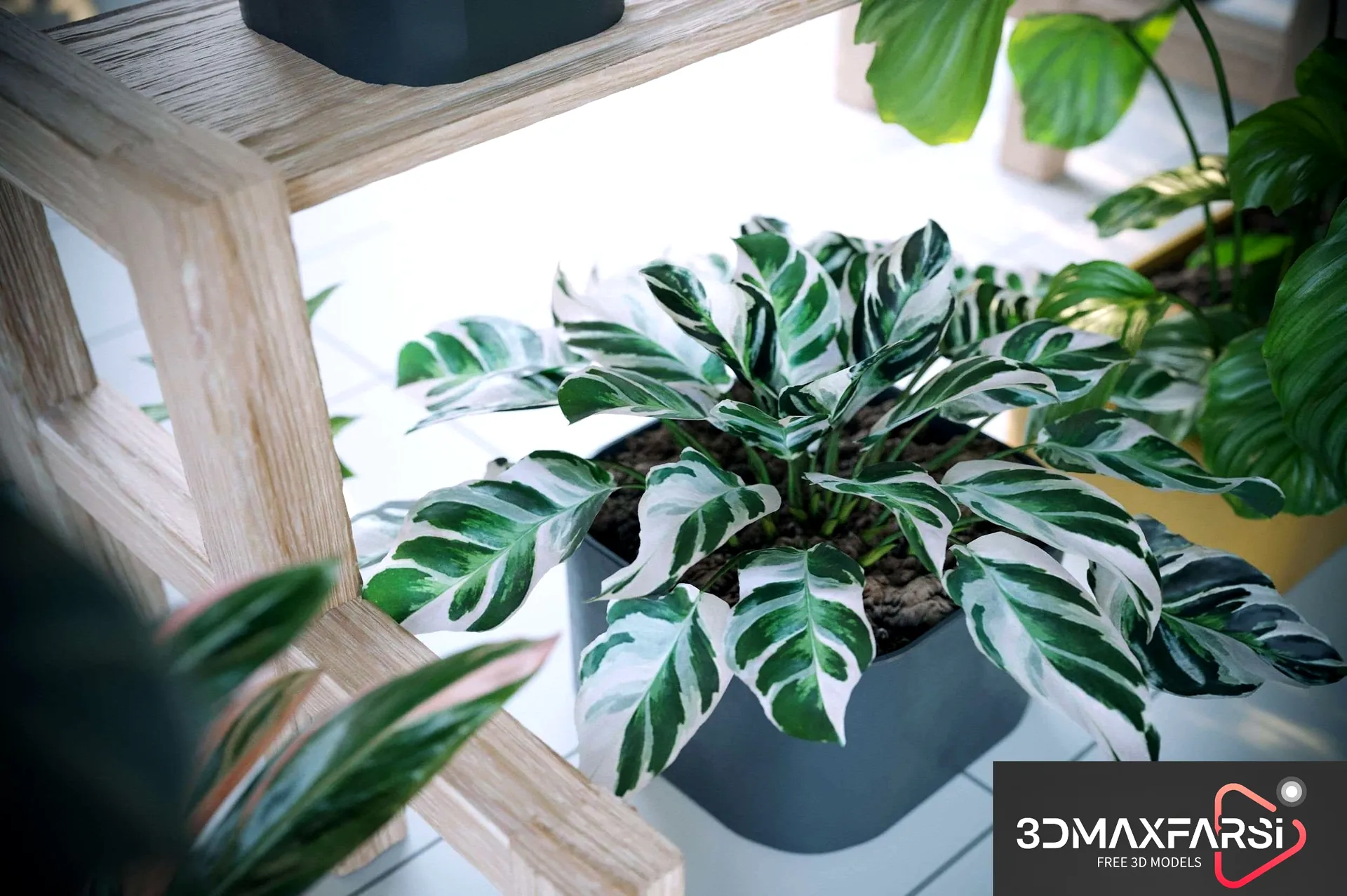 Maxtree Plant Models Vol 62: 3D flower models