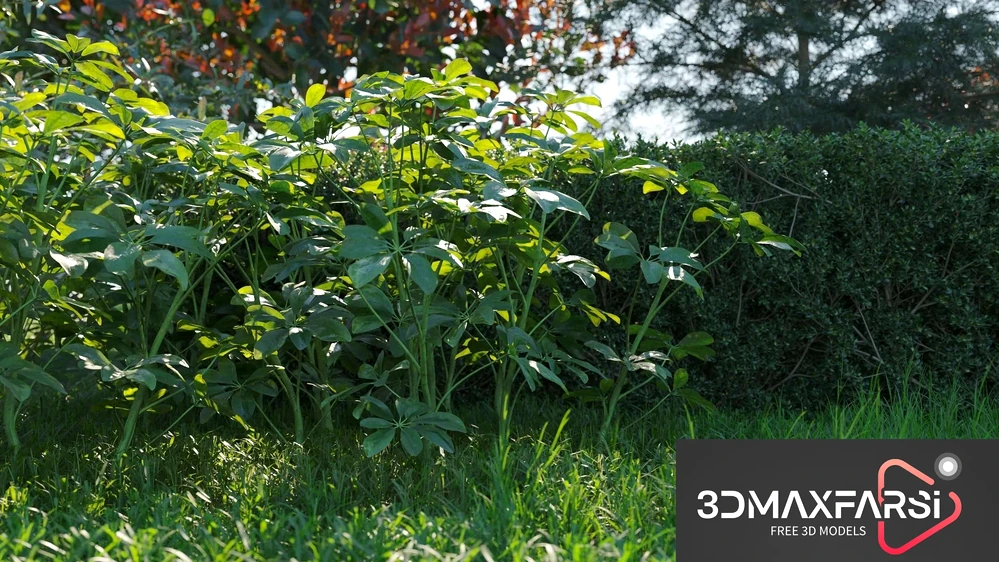 Maxtree – Plant Models Vol. 58 free tress