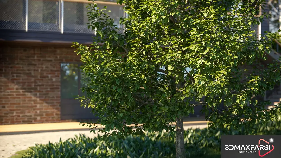 Maxtree – Plant Models Vol. 100 free